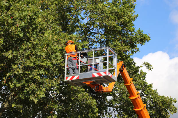 How Our Tree Care Process Works  in  Gloucester Point, VA