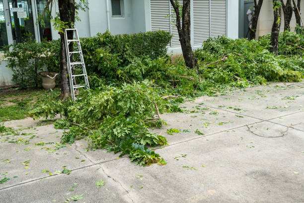Tree and Shrub Care in Gloucester Point, VA