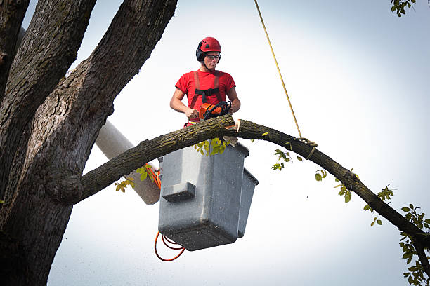 Best Tree Removal  in Gloucester Point, VA